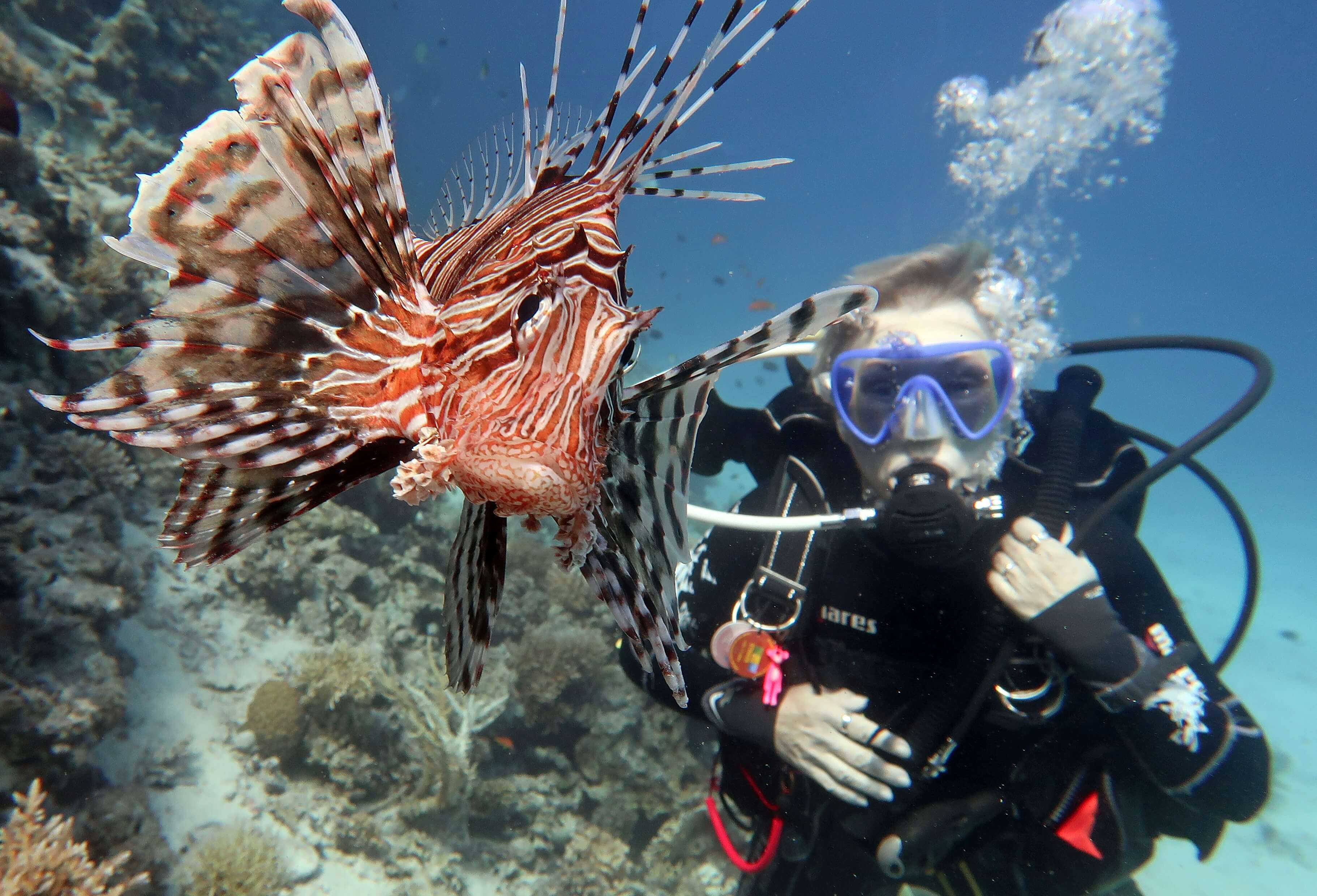 A lion fish captured with a diver during a diving experience