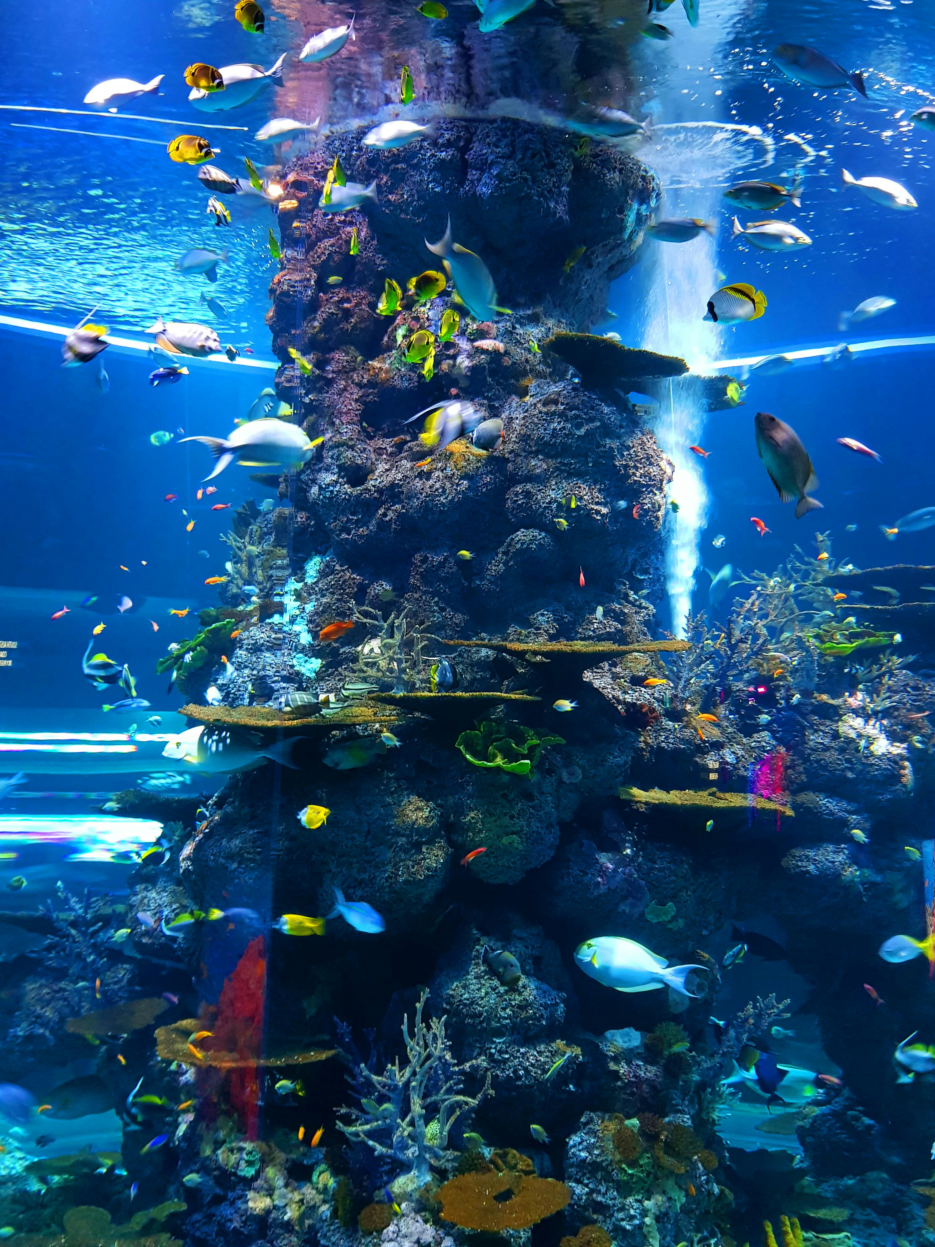 School of tropical fish captured during a diving experience