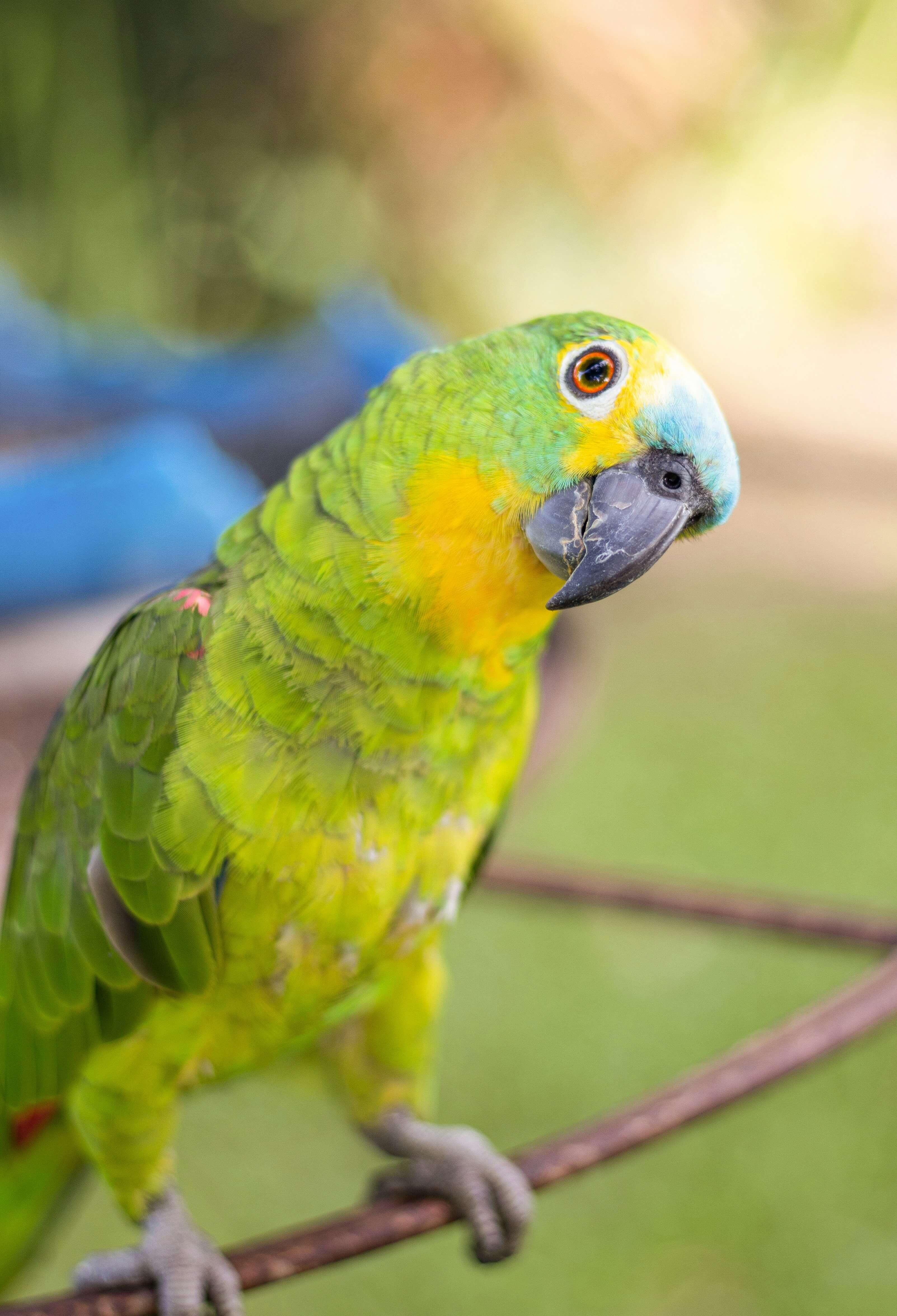 Green Parrot perched on a branch, showcasing its vibrant colors